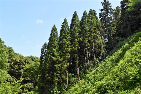 杉種類|スギ（杉）の種類（原種、品種）